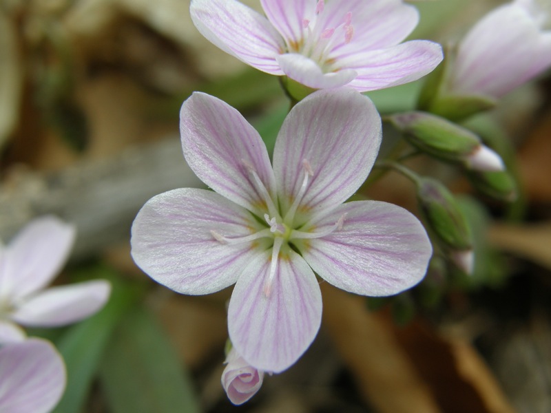 Spring Beauty