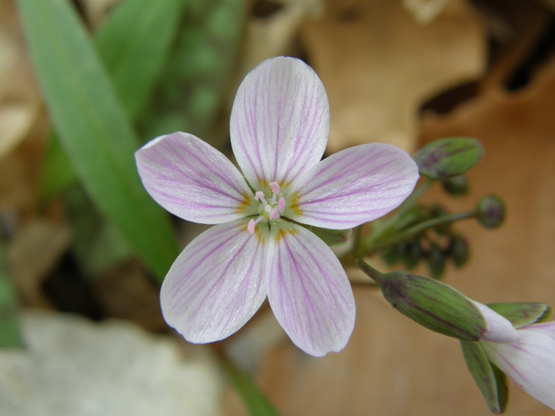 Spring Beauty