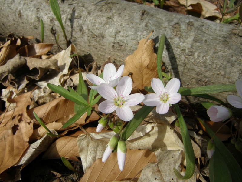 Spring Beauty