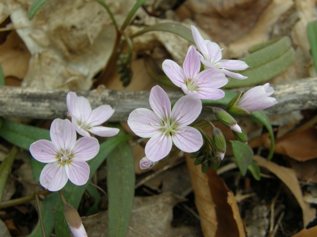 Spring Beauty