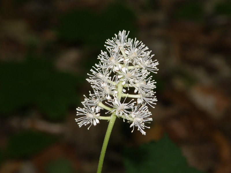White Baneberry