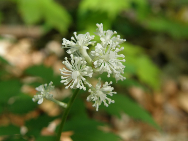 White Baneberry