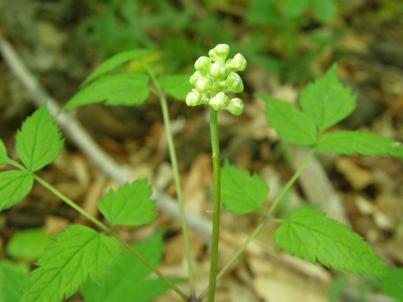 White Baneberry