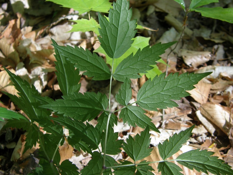 White Baneberry