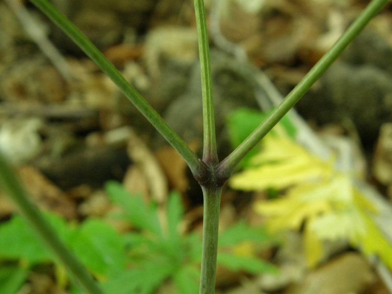 White Baneberry