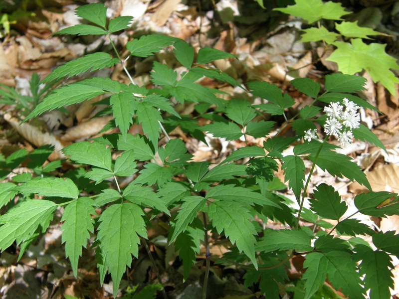White Baneberry