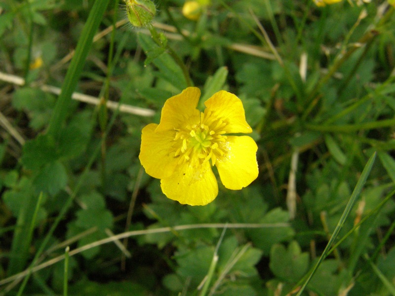 Bulbous Buttercup