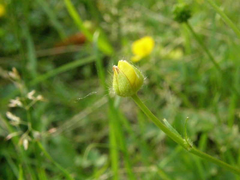 Bulbous Buttercup