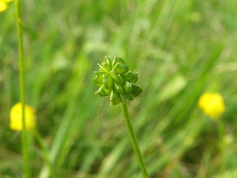 Bulbous Buttercup