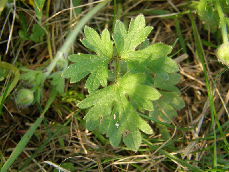 Bulbous Buttercup