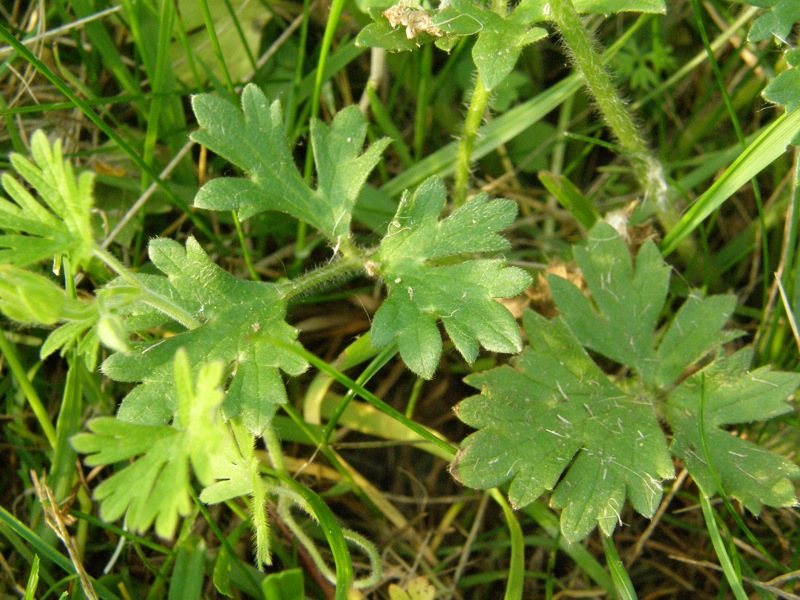 Bulbous Buttercup