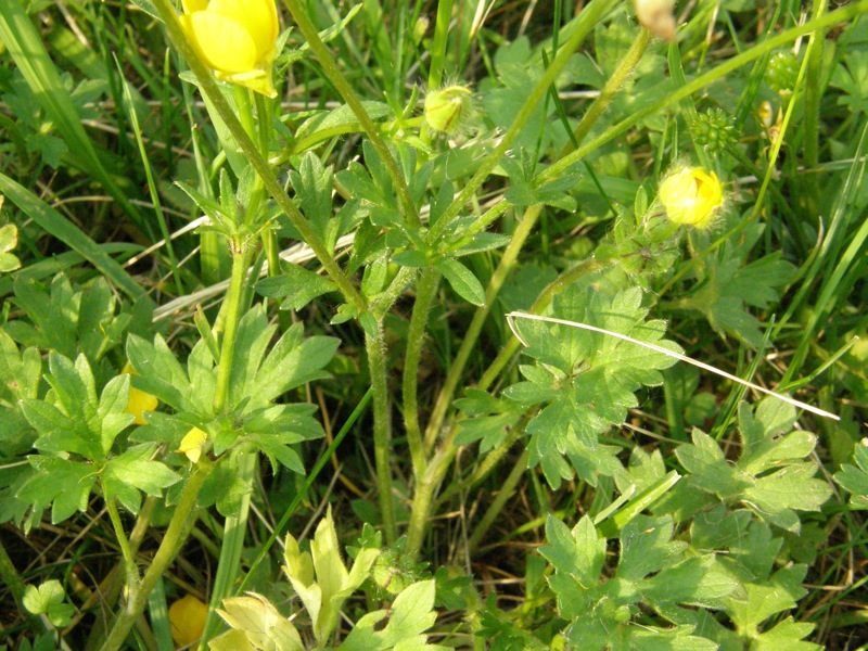 Bulbous Buttercup