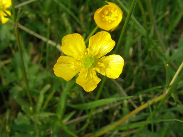 Bulbous Buttercup