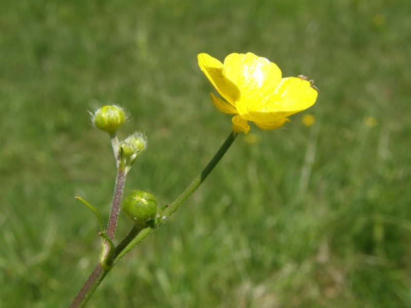 Common Buttercup