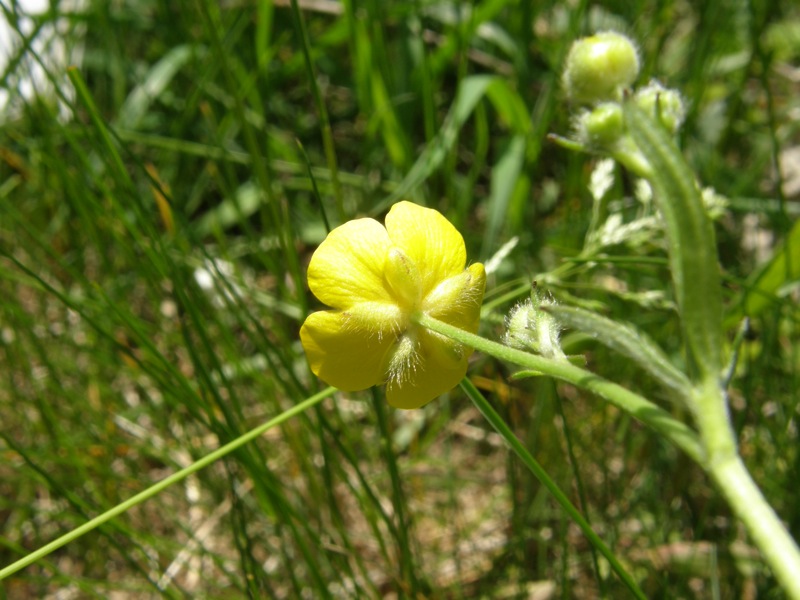 Common Buttercup