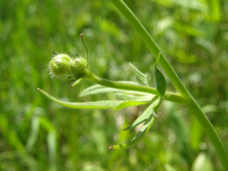 Common Buttercup