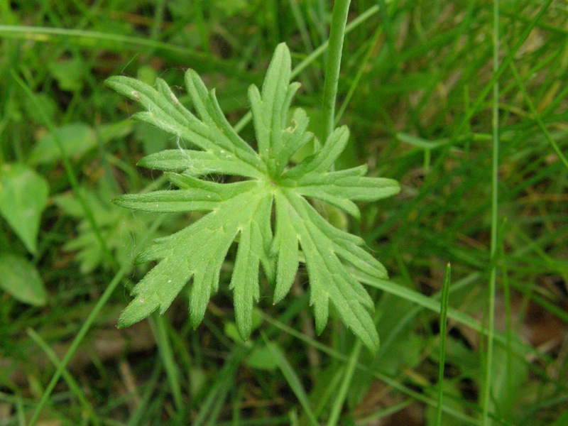 Common Buttercup