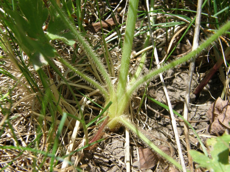 Common Buttercup