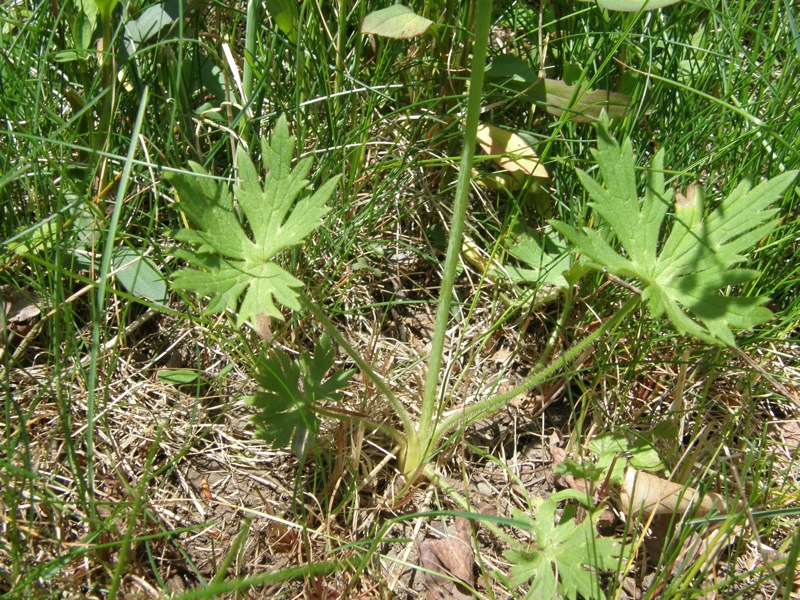 Common Buttercup
