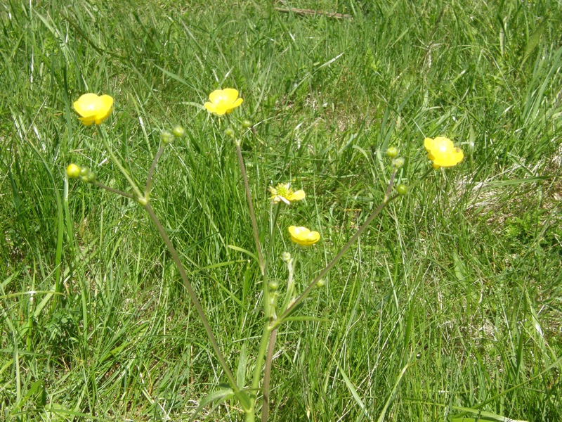 Common Buttercup