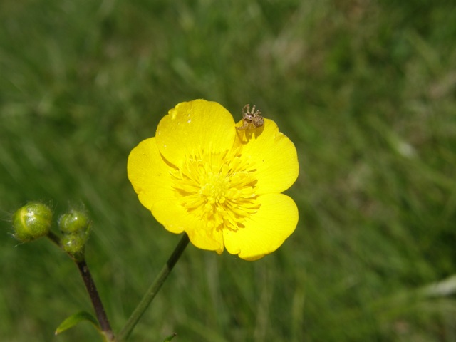 Common Buttercup