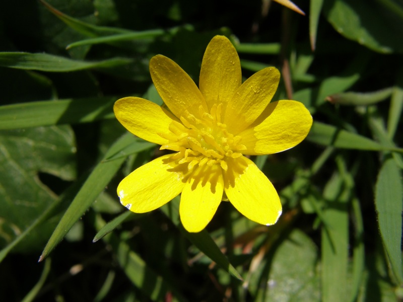 Lesser Celandine