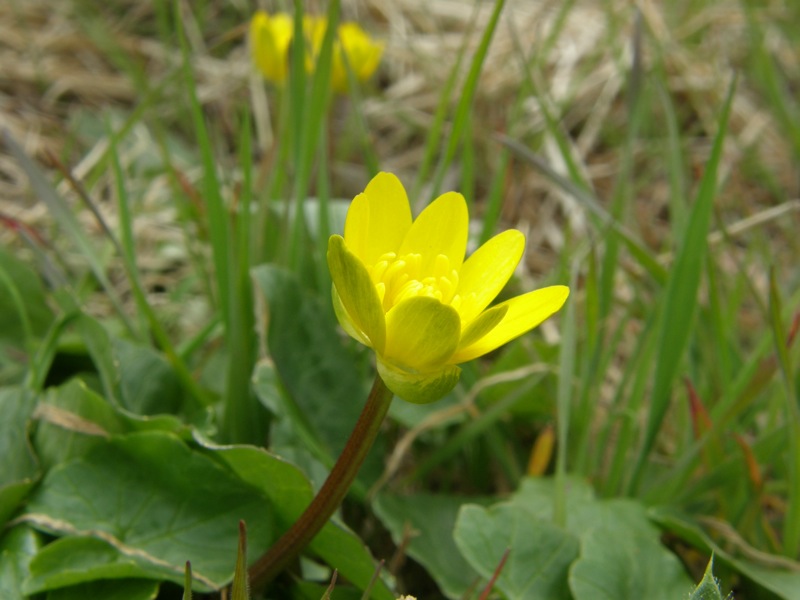 Lesser Celandine