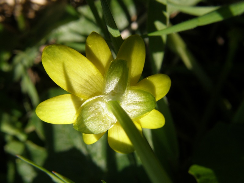 Lesser Celandine