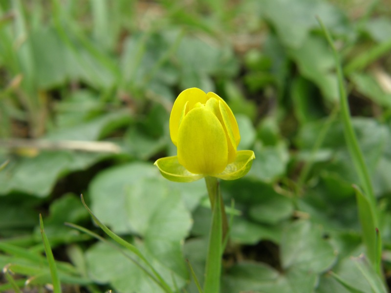 Lesser Celandine