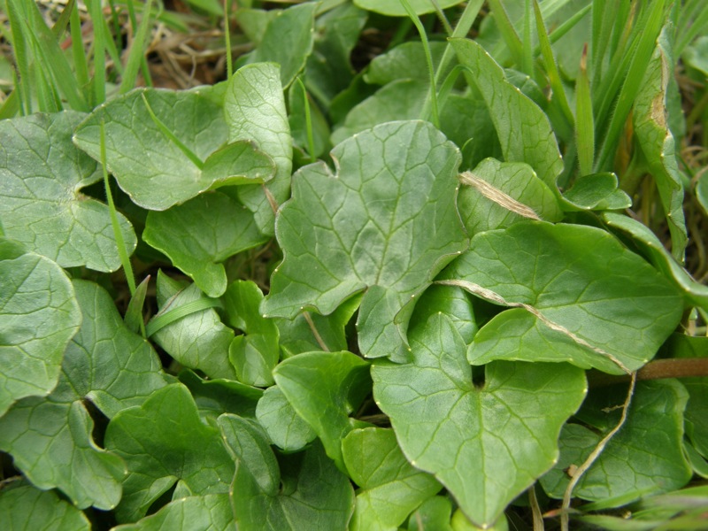 Lesser Celandine