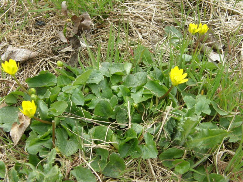 Lesser Celandine