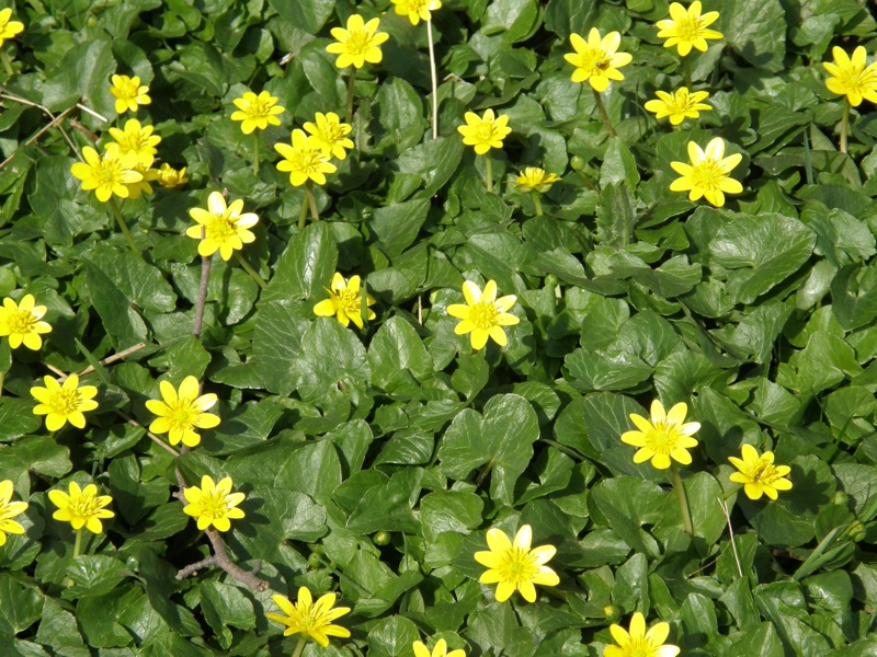 Lesser Celandine