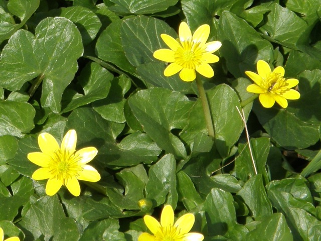 Lesser Celandine