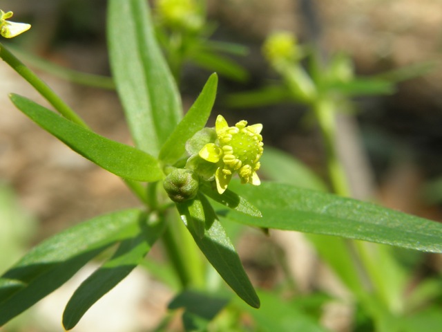 Small-flowered Crowfoot