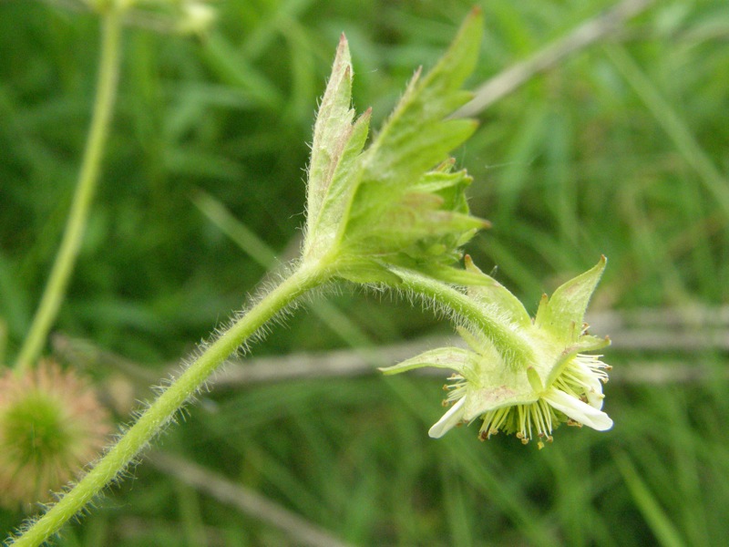 Rough Avens