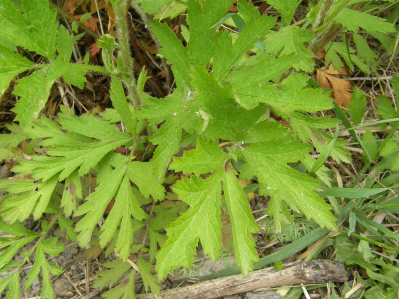 Rough Avens