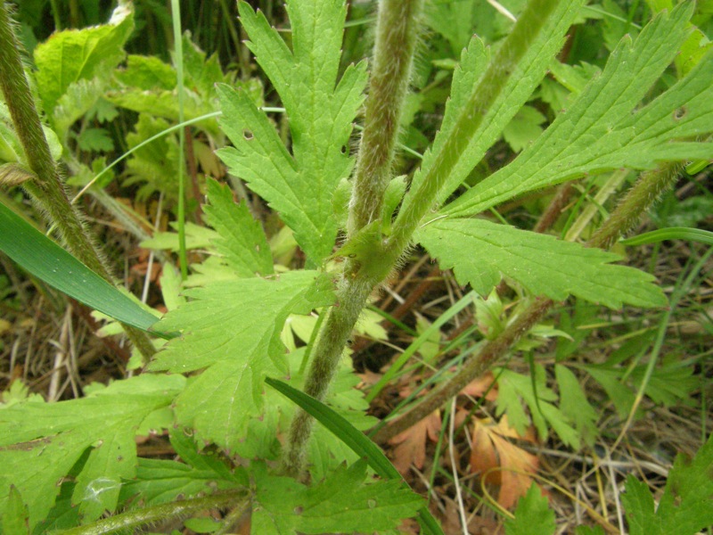 Rough Avens