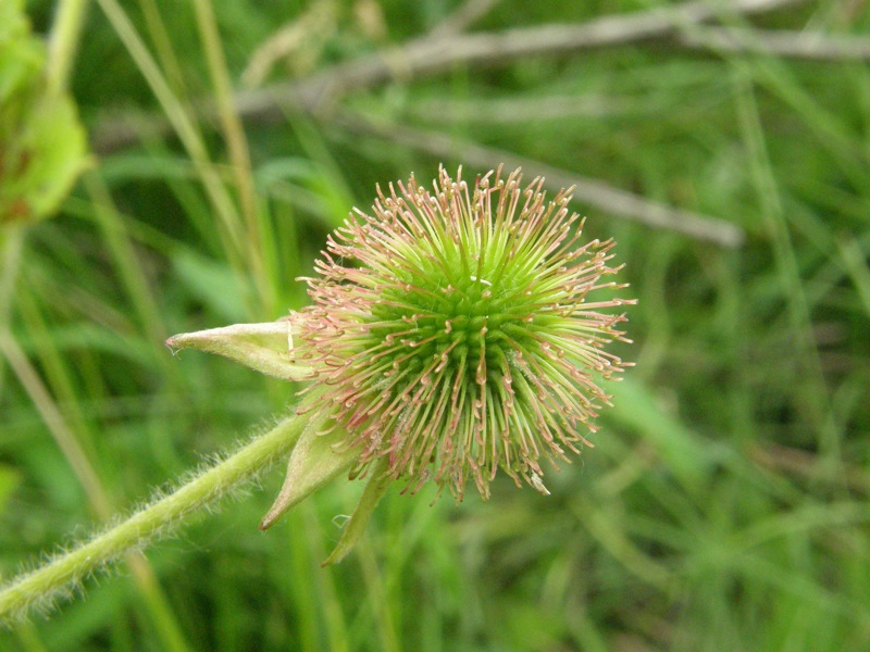 Rough Avens