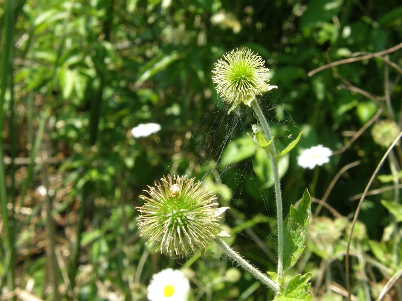 Rough Avens