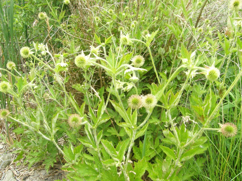 Rough Avens