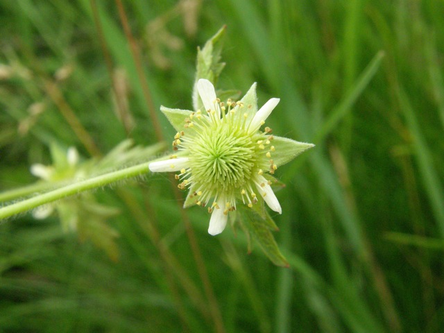 Rough Avens