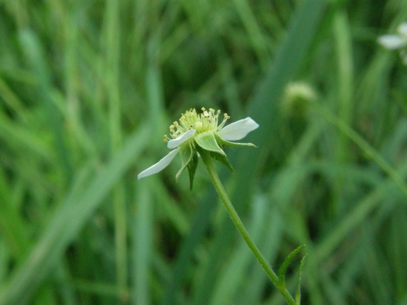 White Avens