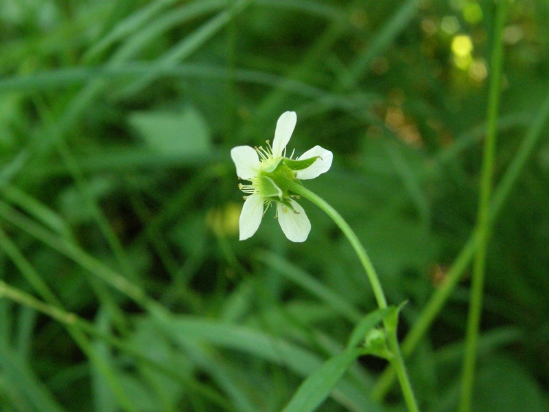 White Avens