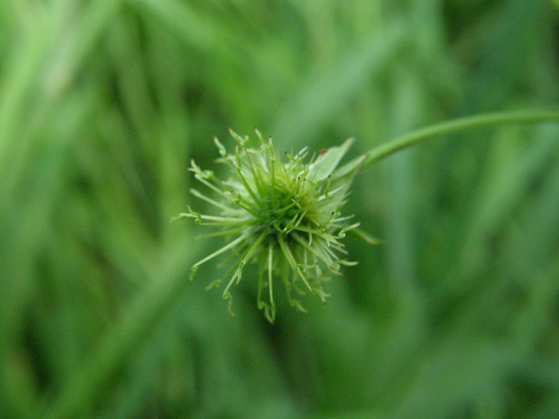White Avens