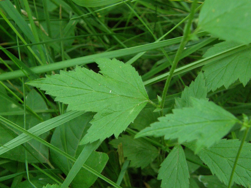 White Avens