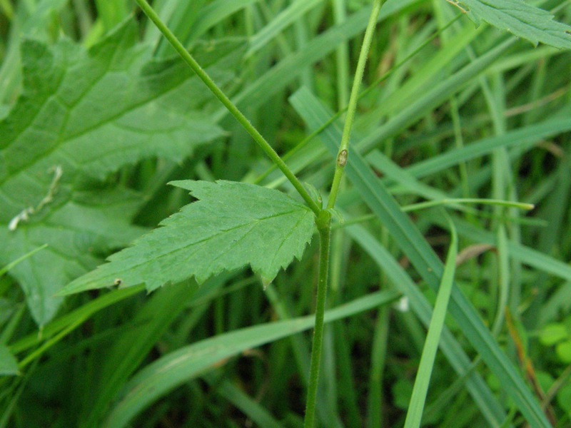 White Avens