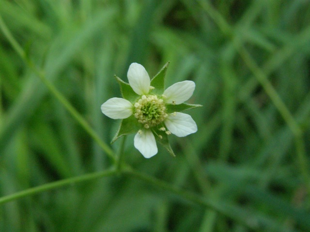 White Avens
