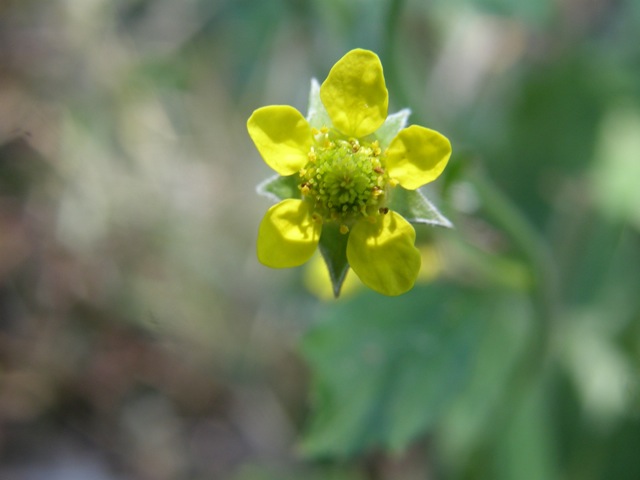 Yellow Avens