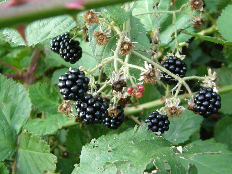 Blackberry