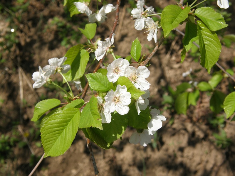 Japanese Cherry